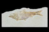 Detailed Fossil Fish (Knightia) - Wyoming #88574-1